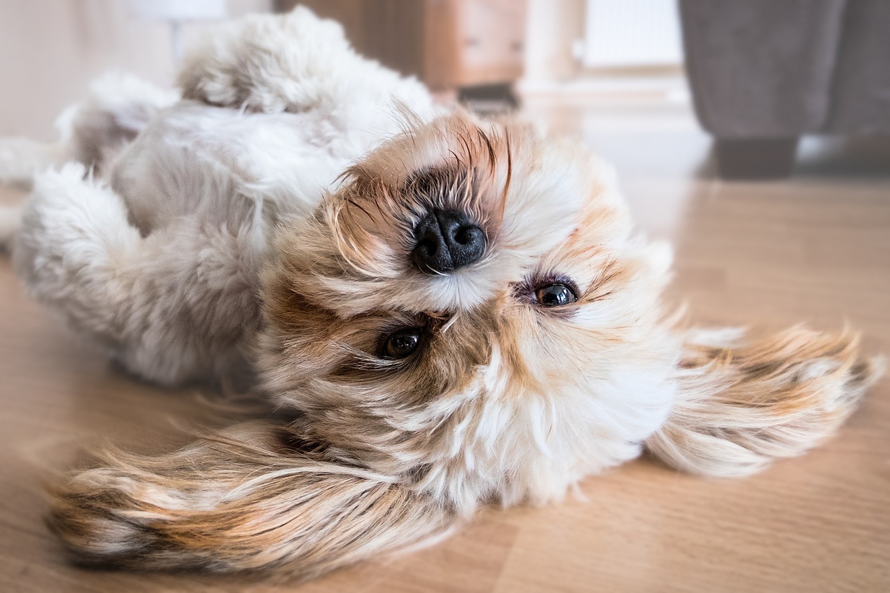 犬を叩くことが与える影響とは？