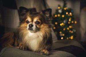 犬を叩くしつけは本当に効果的なのか？