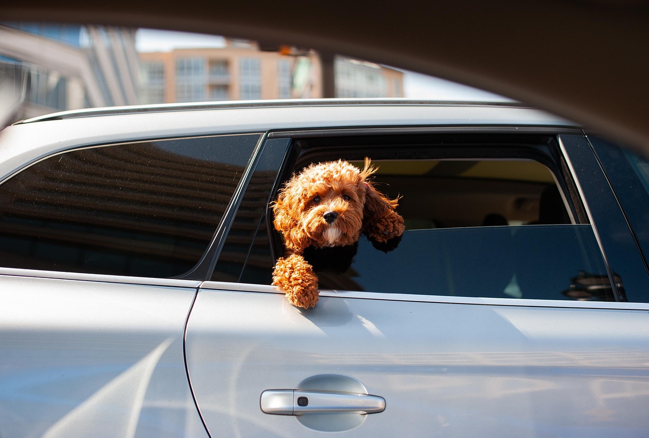 犬を車に慣らすための乗せ方のポイントは？