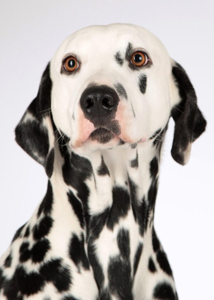 犬ケージの選び方で失敗しないためのポイントは？