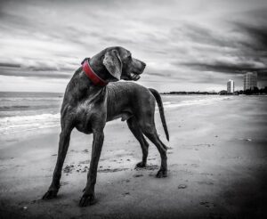 犬叩くことの影響と適切な対処法は？