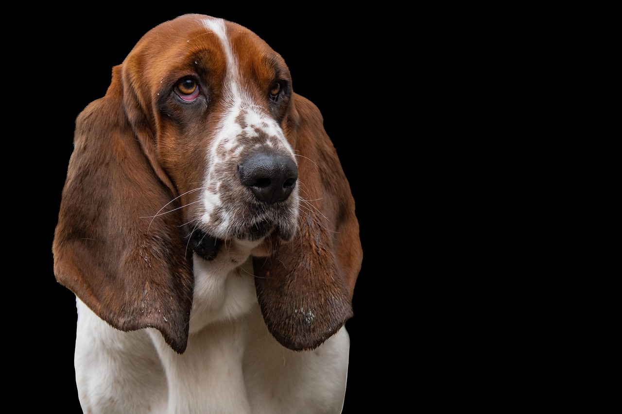 犬叩く行為の影響と適切な対処法は？