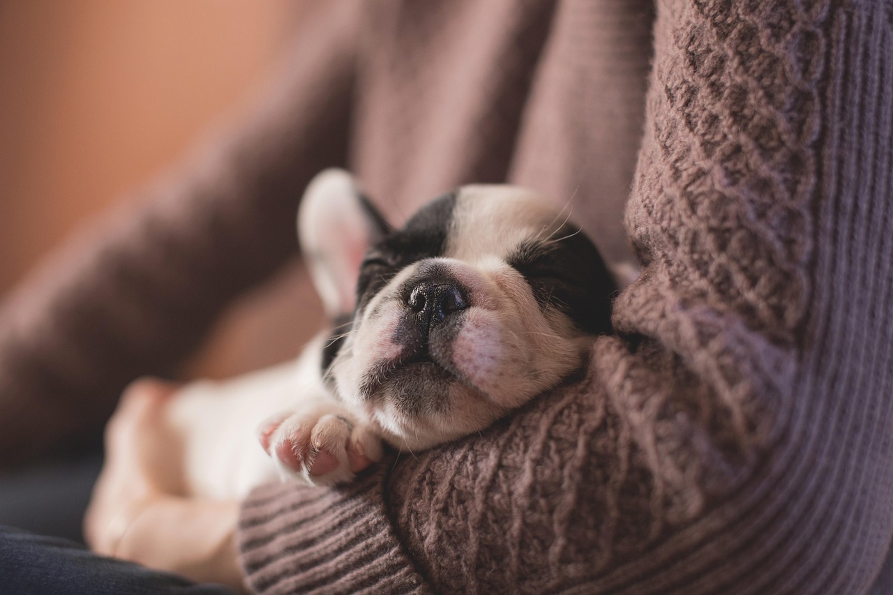 子犬におすわりを上手に教える方法は？