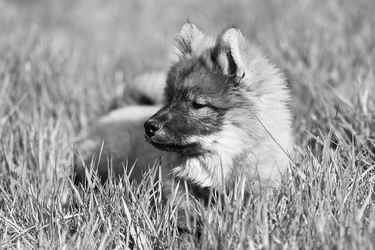 子犬の夜泣き対策にはどんな方法が効果的？