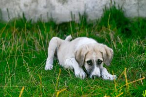 成犬の甘噛みを直す方法は？
