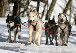 犬がすぐ興奮する時の効果的な対策は？