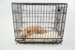 犬がケージから出すと興奮する理由と対策は？