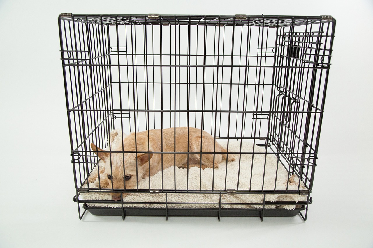 犬がケージから出すと興奮する理由と対策は？