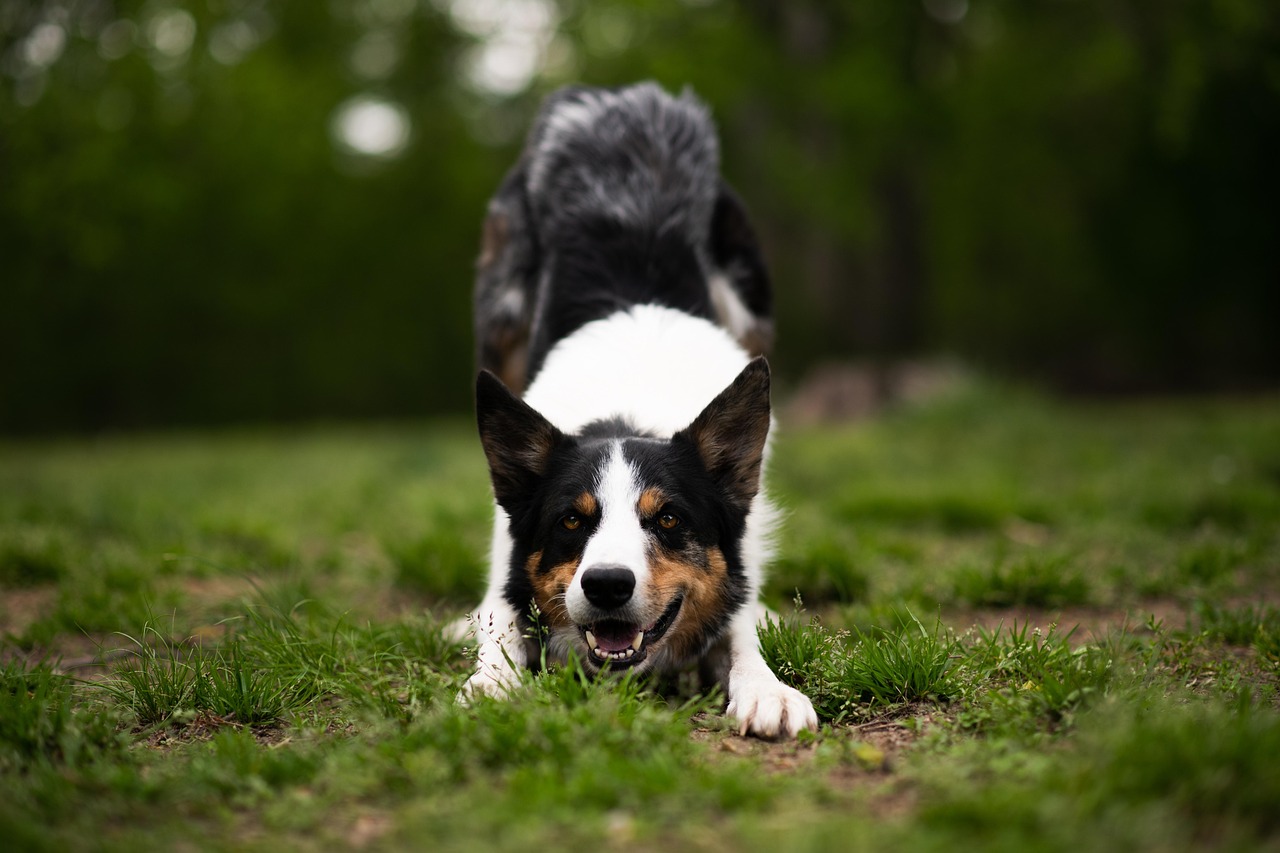 犬がトイレを覚えない時の対処法は？