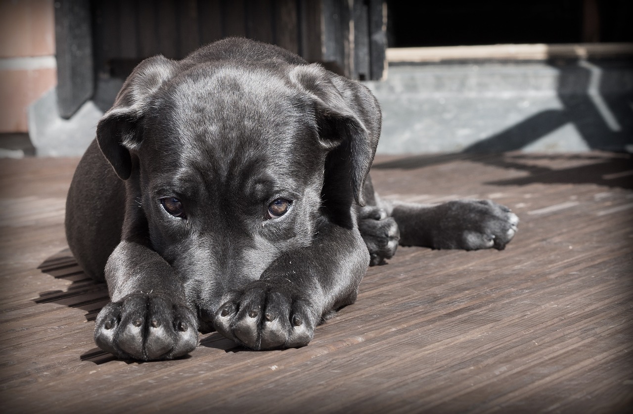 犬が他の犬に攻撃する行動をどう直すべきか？