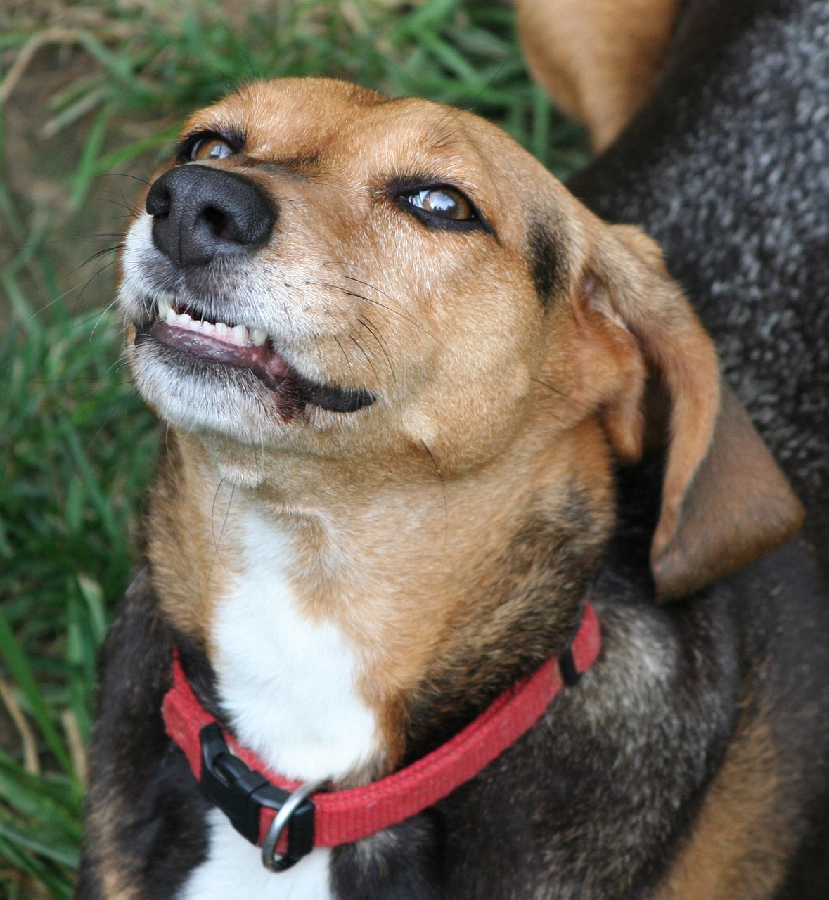 犬が唸る時のしつけ方法はどうすればいい？