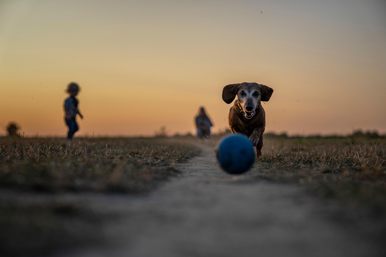 犬が喜び噛みを直すための効果的な方法は？