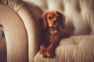 犬が家具を噛む時の効果的な対策は？