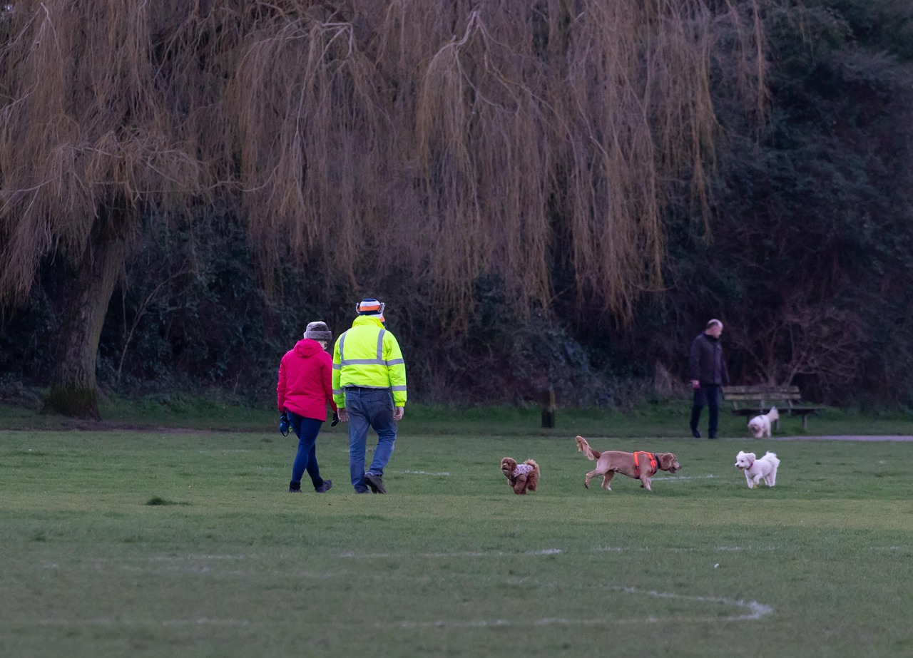 犬が散歩で引っ張る時の効果的なしつけ方法は？