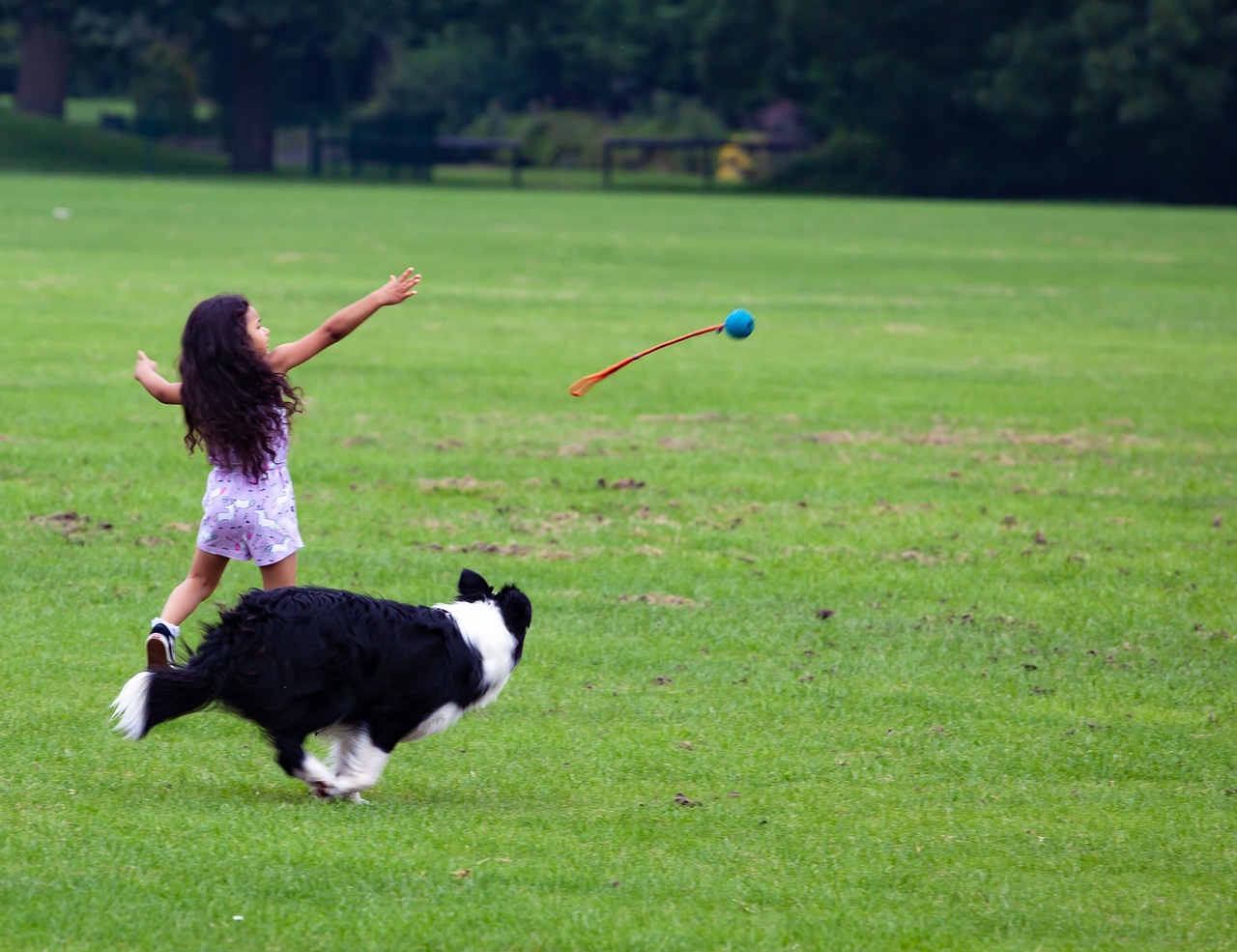 犬が散歩で歩かない時の対策は？