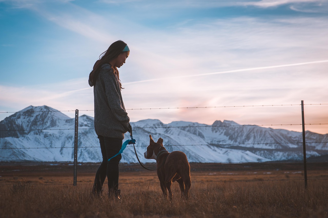 犬が散歩に行かない理由とその拒否を解消する方法は？