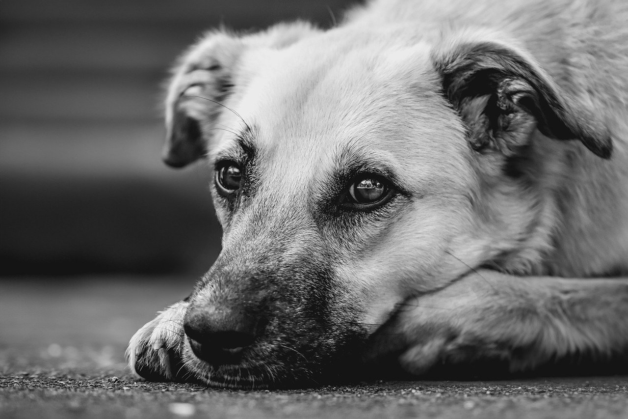 犬が留守番中に吠える無駄吠えを解消する方法は？