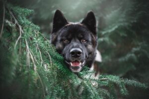 犬にアイコンタクトを教えるための効果的な教え方は？