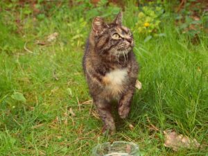 犬にアイコンタクトを教える方法とは？