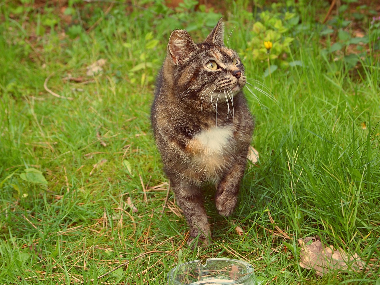 犬にアイコンタクトを教える方法とは？
