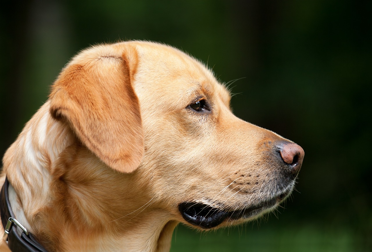 犬のしつけに役立つマニュアルはどこでダウンロードできる？