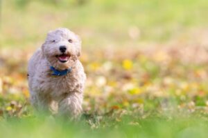 犬のしつけに最適な通信講座を比較した人気のおすすめは？