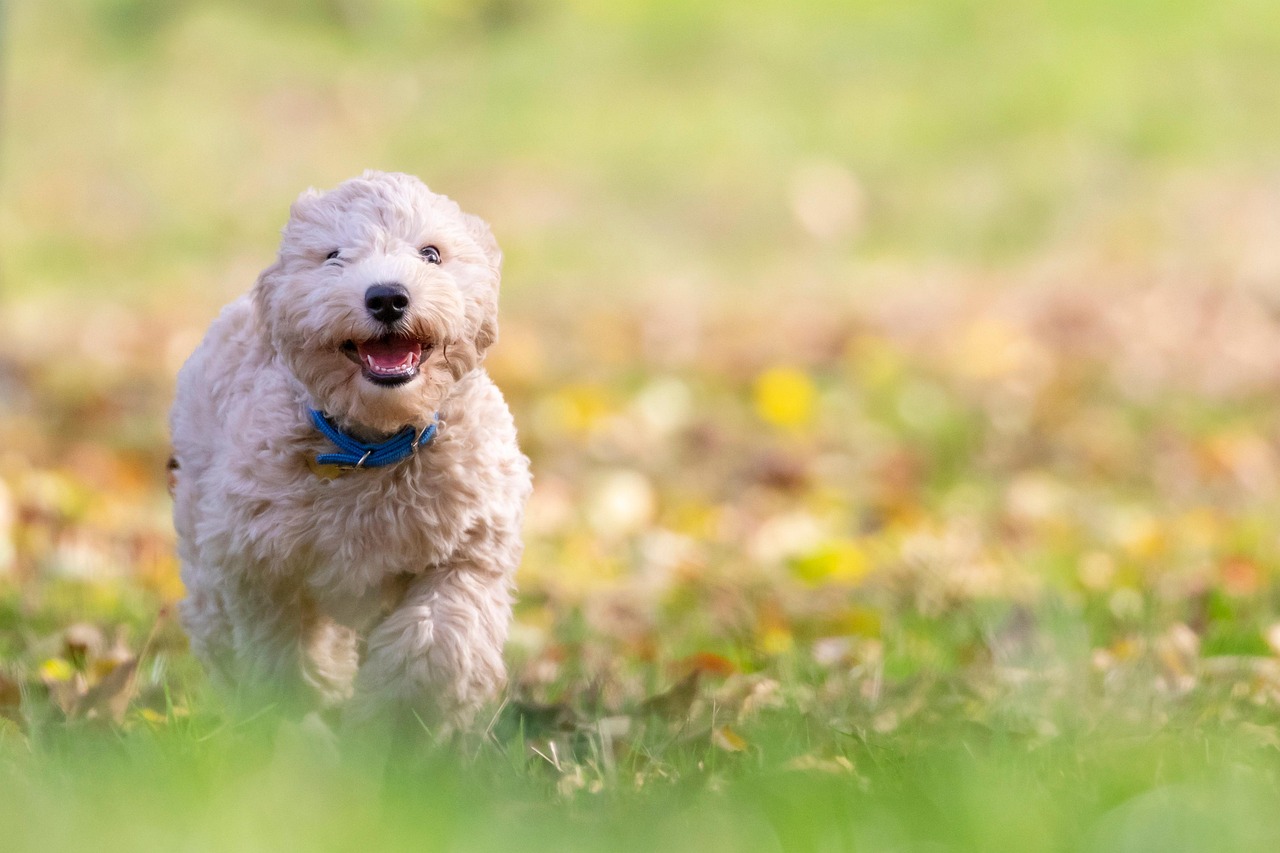 犬のしつけに最適な通信講座を比較した人気のおすすめは？