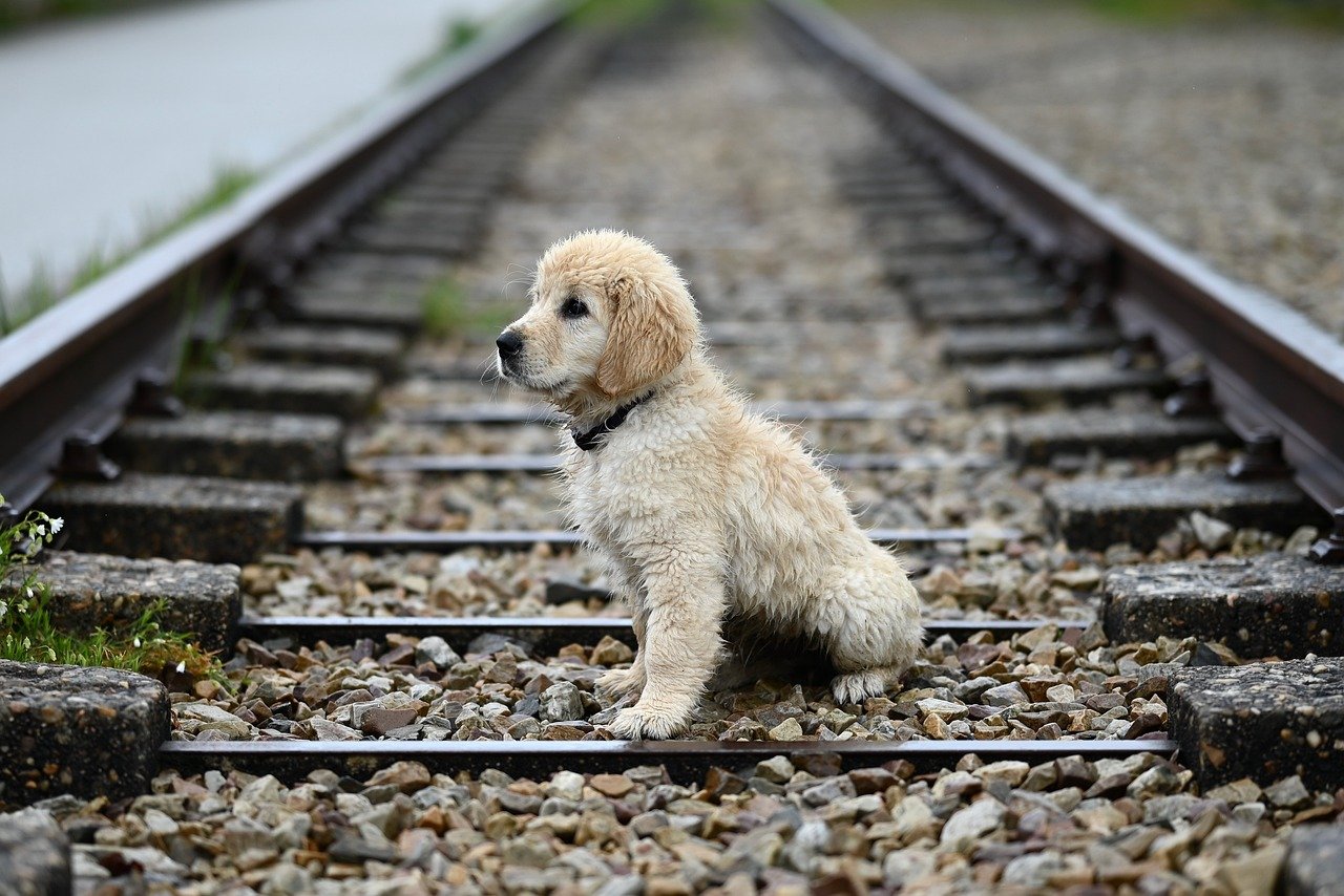 犬のしつけマニュアルをダウンロードする方法は？