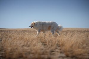 犬のふせの教え方で効果的なトレーニング方法は？