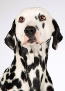犬のふせの教え方はどのようにすれば良いですか？
