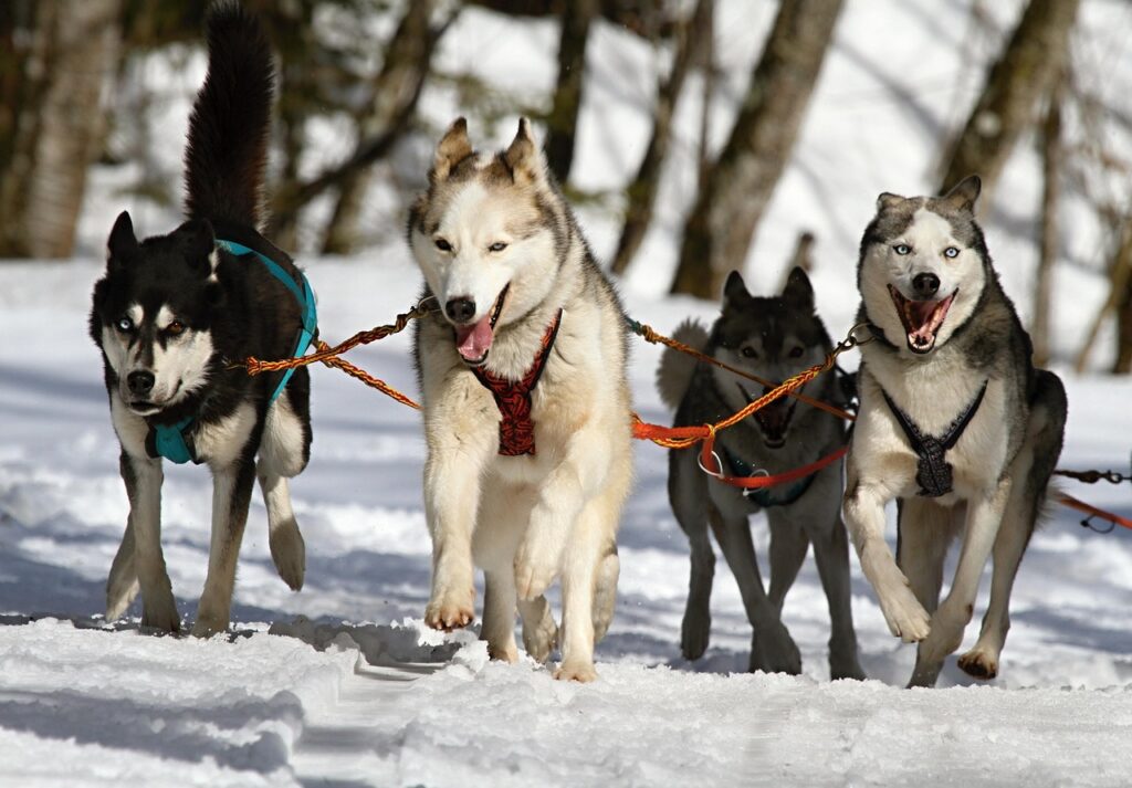 犬のマーキングをやめさせる方法にはどんなものがある？