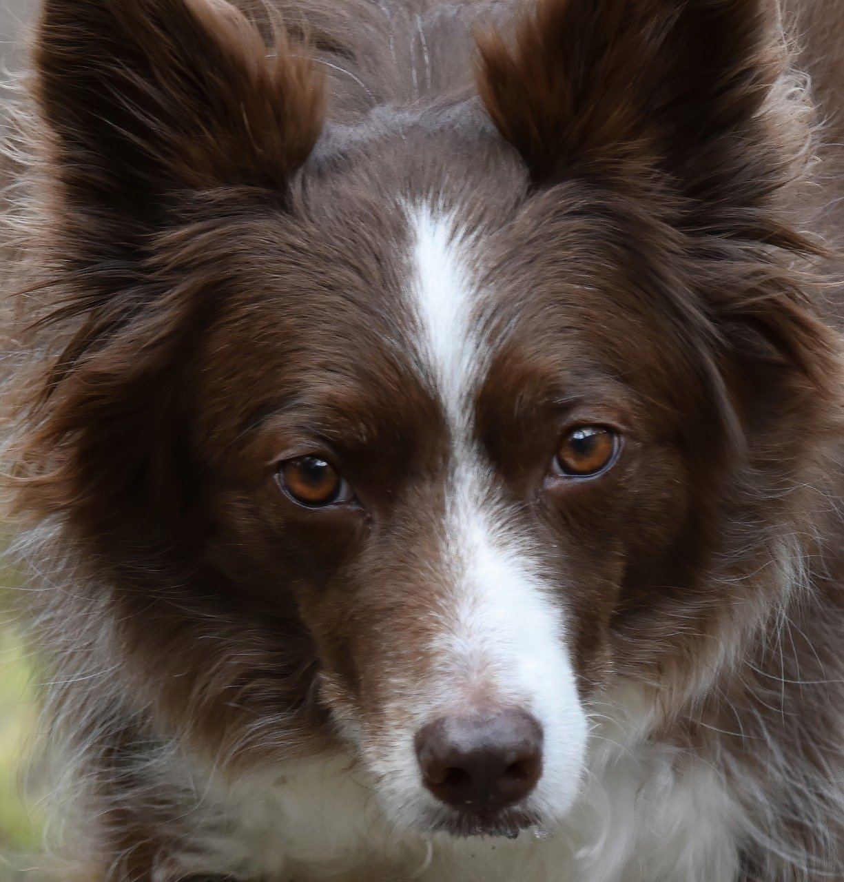 犬のマーキングをやめさせる方法は？
