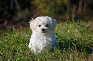 犬の威嚇を直す方法にはどんなものがある？