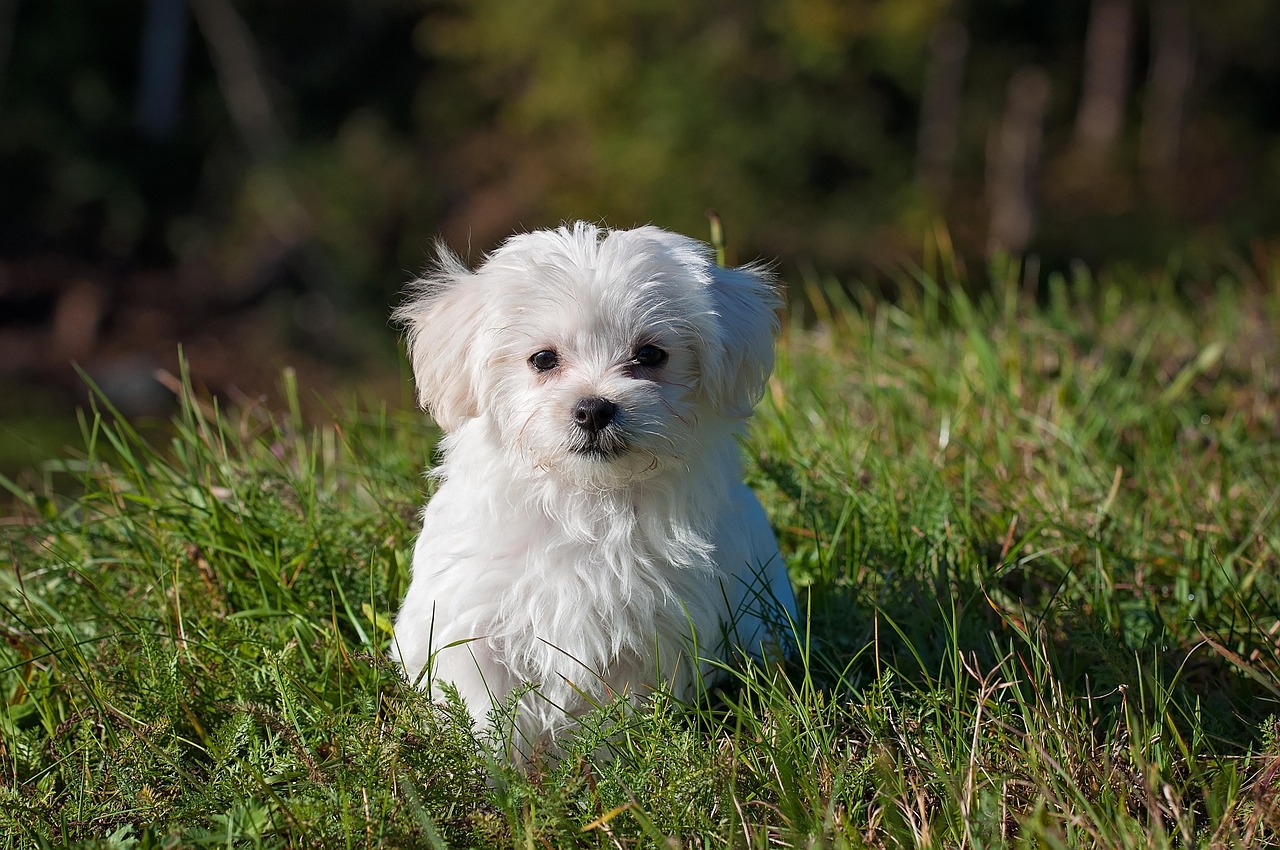 犬の威嚇を直す方法にはどんなものがある？