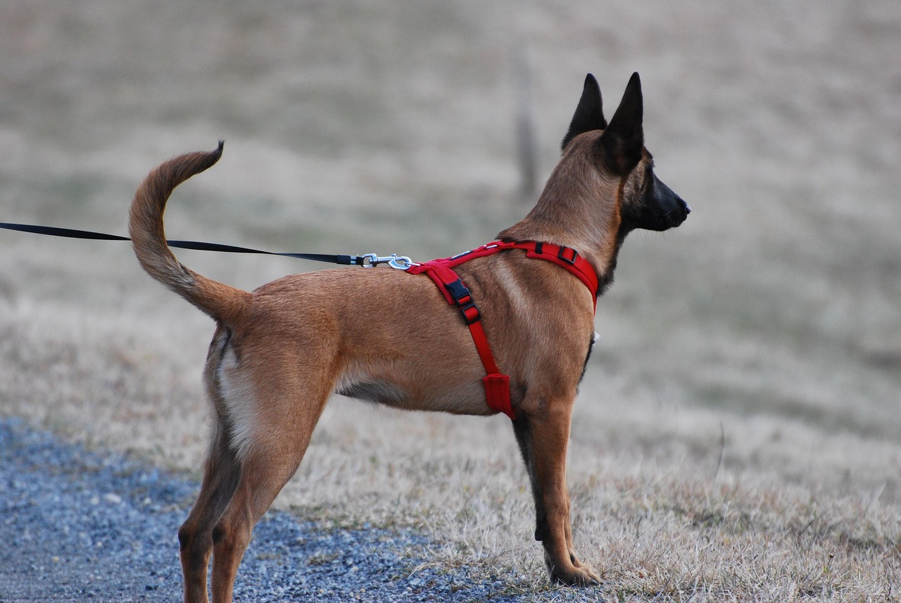 犬の散歩で引っ張りを防止するハーネスの選び方は？