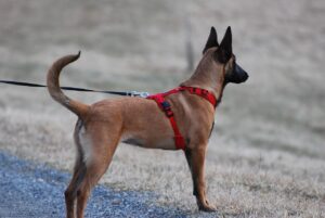 犬の散歩で引っ張り防止に最適なハーネスは？