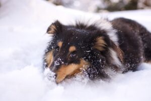 犬の散歩中にすれ違った時、吠えるのはなぜ？