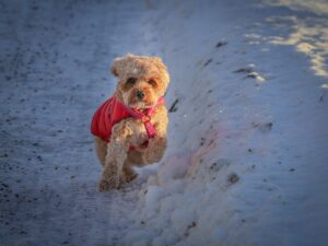 犬の散歩中に役立つ引っ張り防止グッズは？