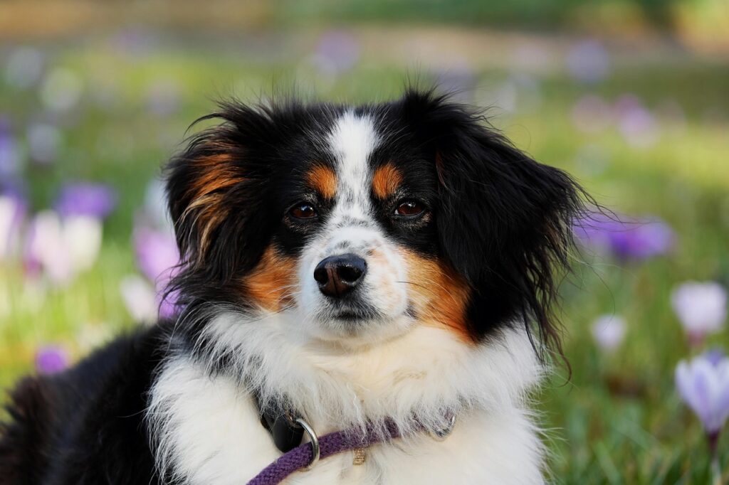 犬の散歩中に気をつけるべき拾い食い対策は？