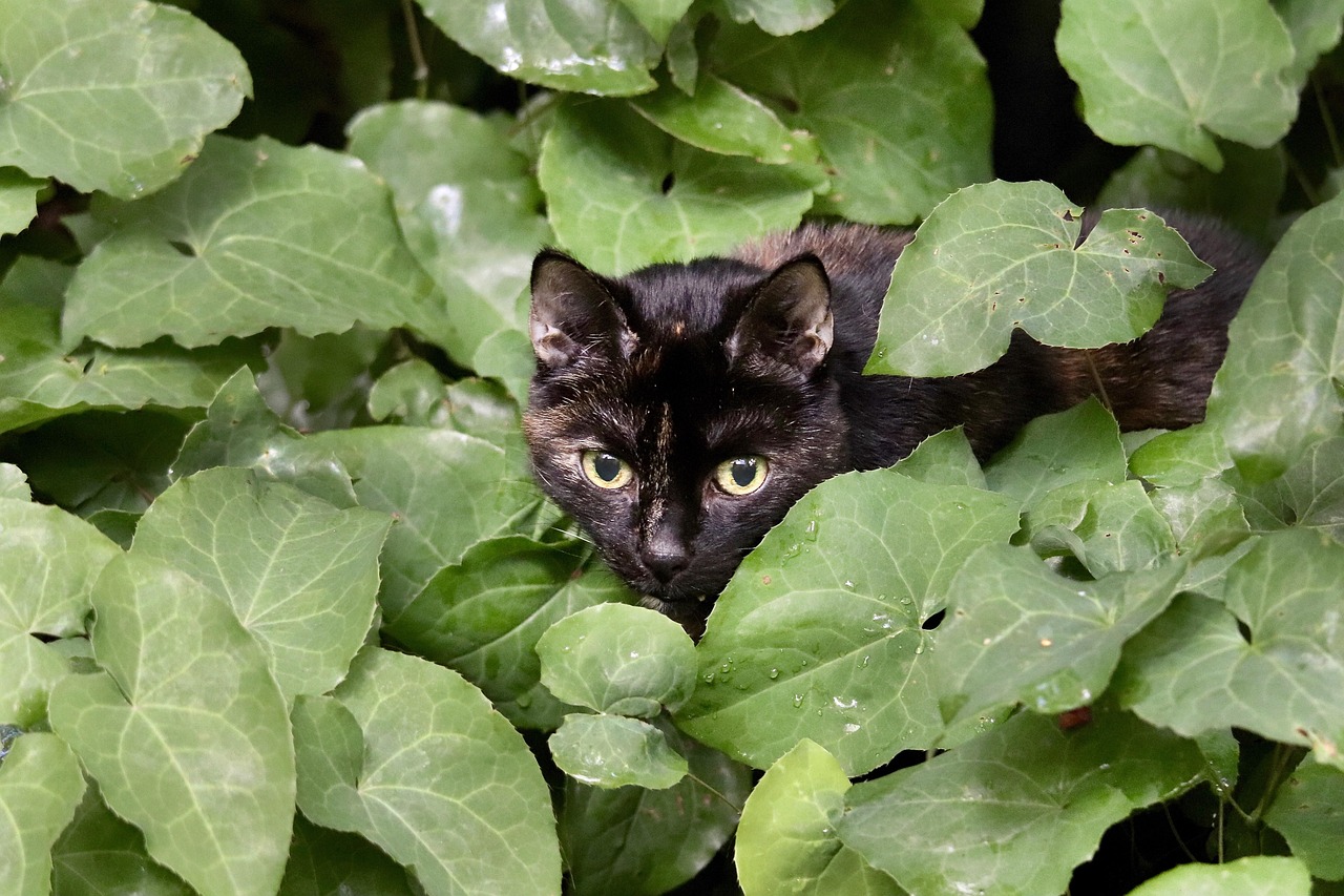 多頭飼いでの喧嘩を防ぐための効果的な対策は？