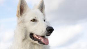 多頭飼いの犬同士が喧嘩する原因と対策は？