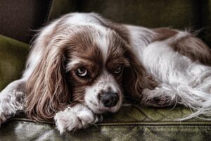 犬がトイレ失敗するようになった原因と対策は？