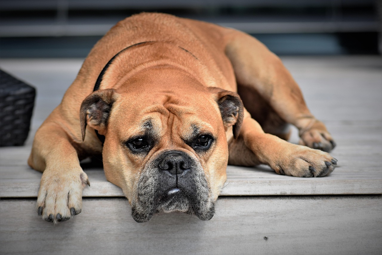 犬が他の犬に吠える時のしつけ方法は？