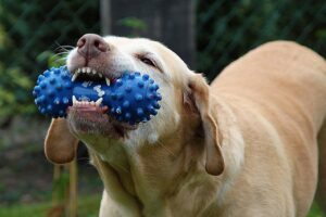 犬が噛むのを防ぐための効果的なしつけ方法は？