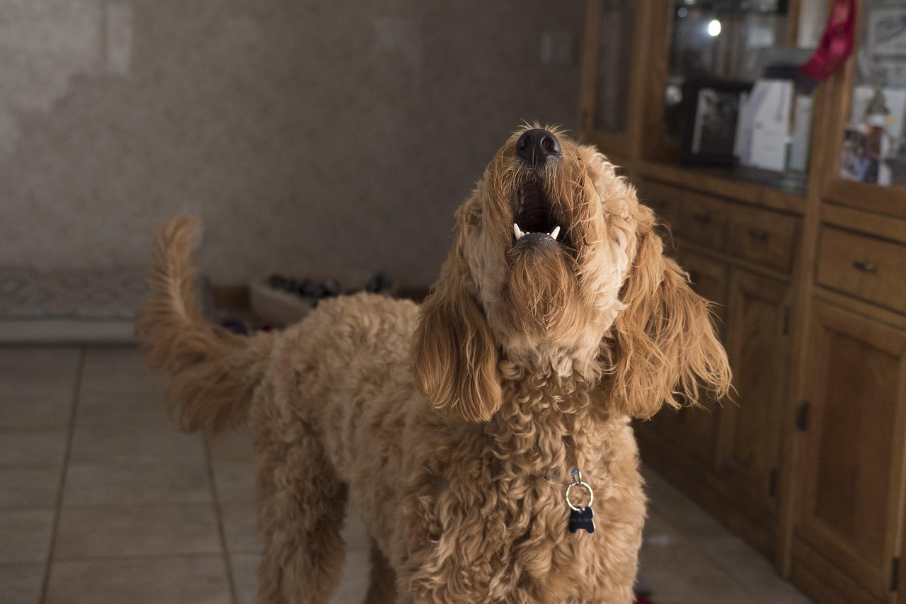犬が夜中に吠える時の対処法は？