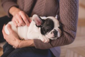 犬のしつけに役立つおすすめグッズベスト10は？