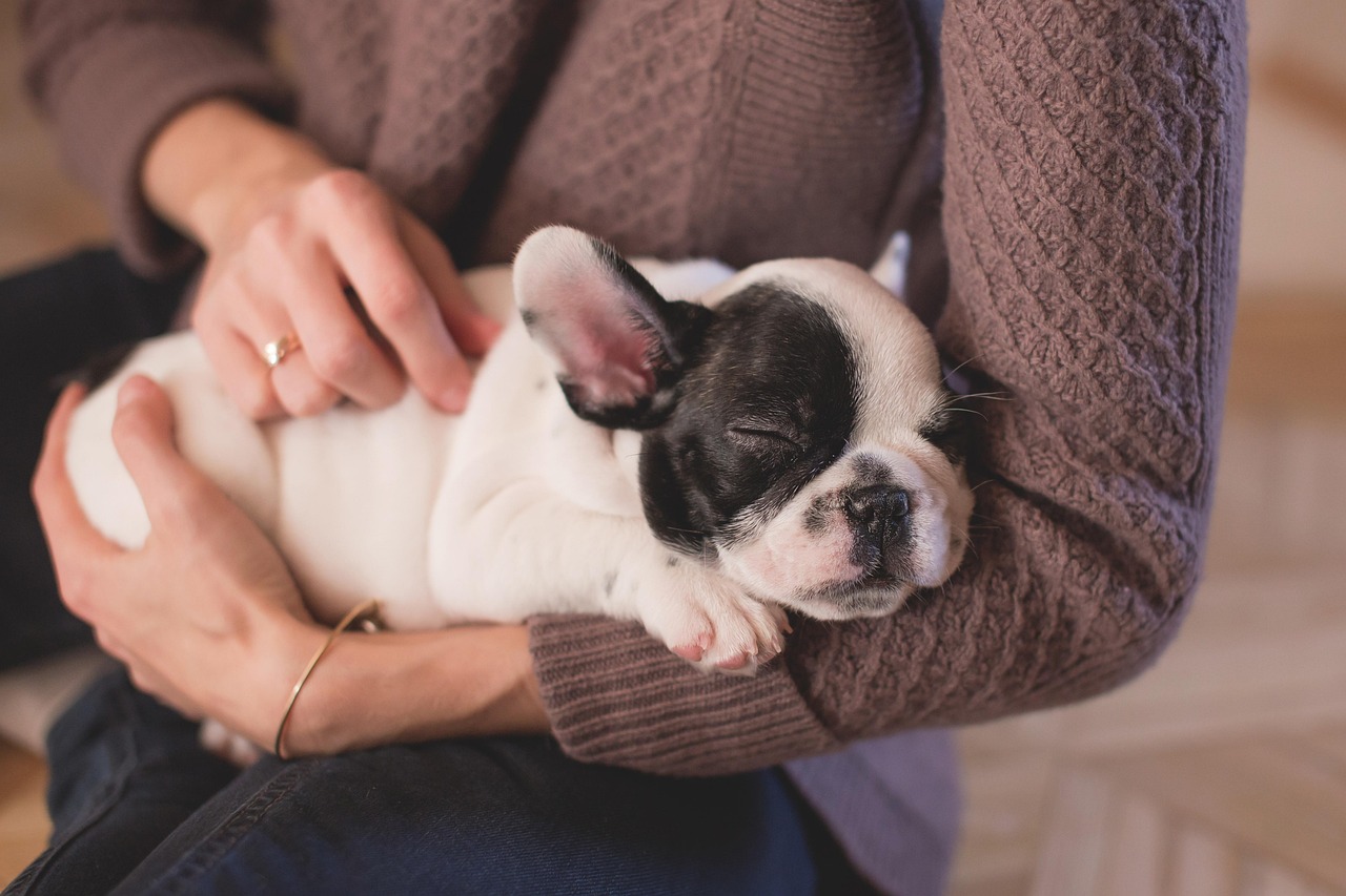 犬のしつけに役立つおすすめグッズベスト10は？