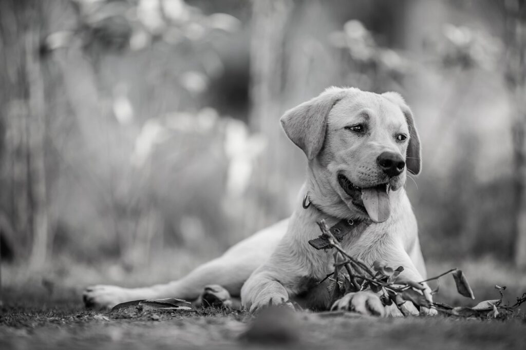犬のしつけに役立つグッズおすすめベスト10は？