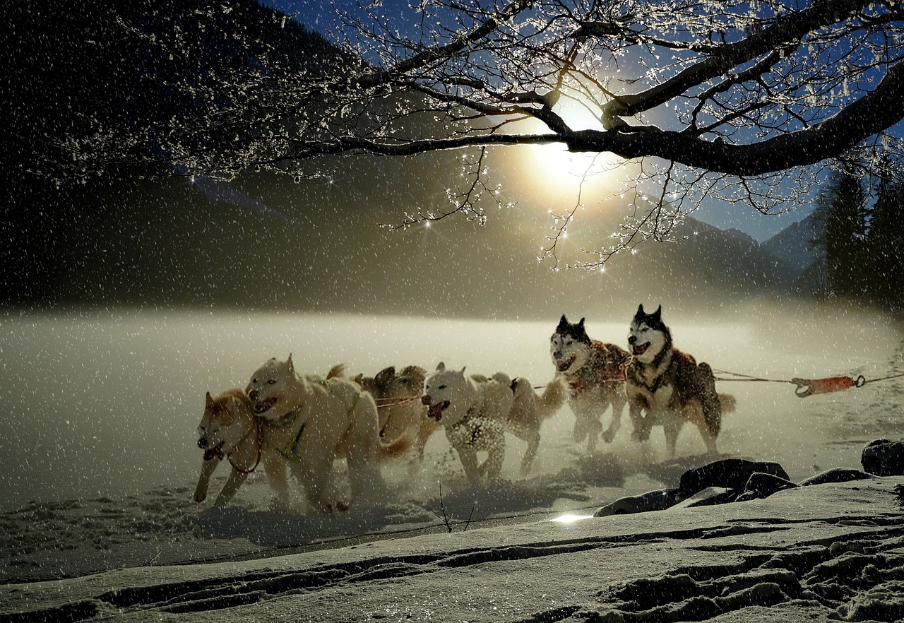 犬のしつけに最適なおすすめ教材DVDは？