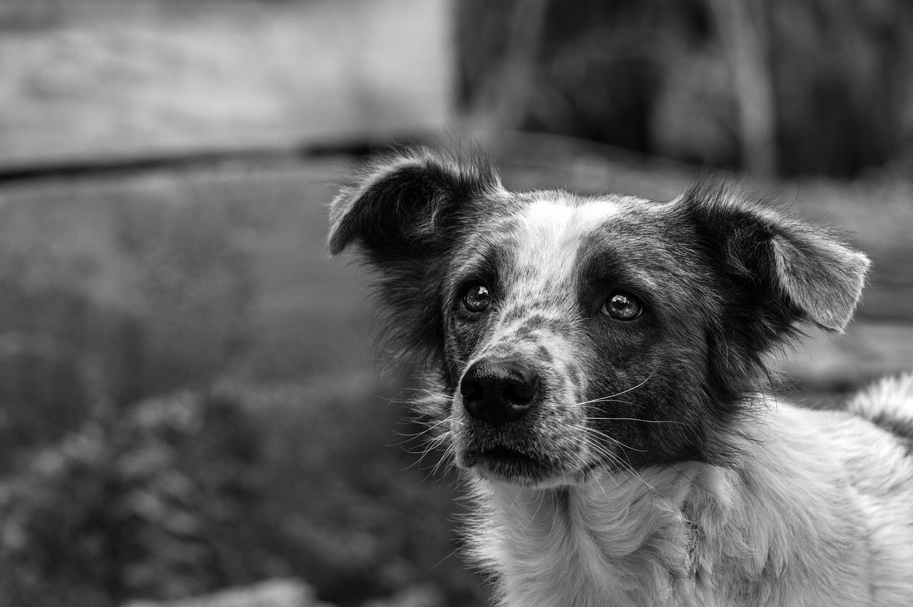 犬のしつけに根気が必要な理由はなぜ？